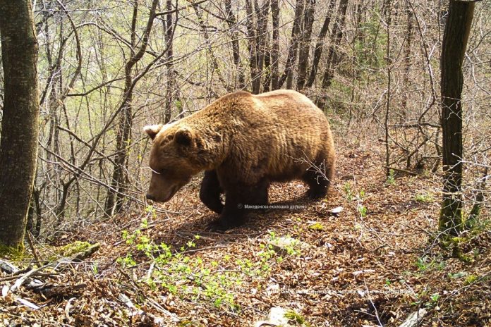 med-life-dinpin-bear_28.04.2026-3.jpg
