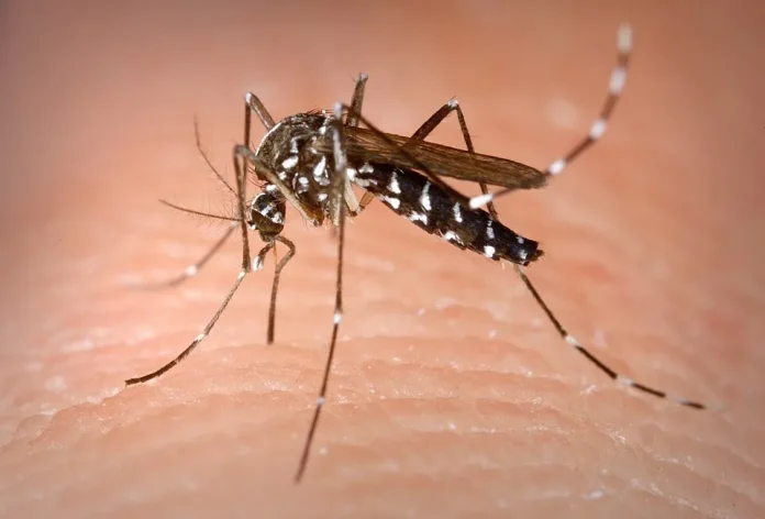 aziski-tigrest-komarec-zika-virus.jpg.webp